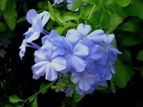 主流蓝色花卉的寓意和适合场所