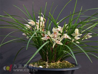 兰花叶子 兰花叶子发黄怎么办 兰花叶枯病图片