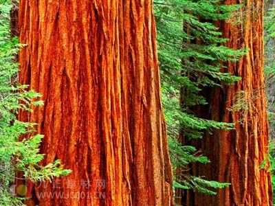 加州红杉是世界上最高大的木材树种 - 新闻中心