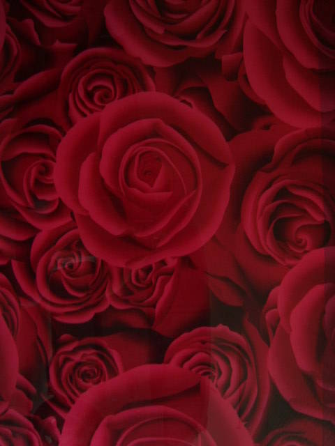 单面大红玫瑰 - 耀邦玻璃 - 九正建材网(中国建材第一