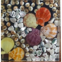 彩色貝殼