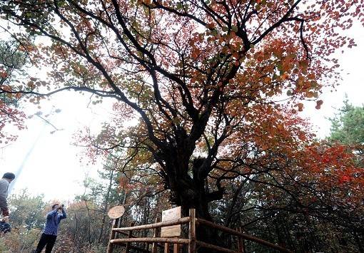 太行山千年黃櫨紅葉美似仙境